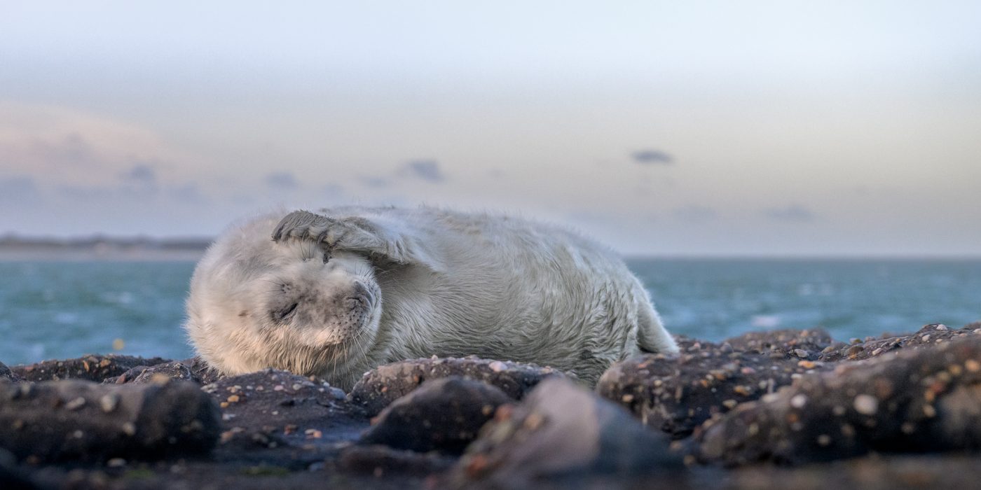 Zeehond pup vakantie burgh-haamstede