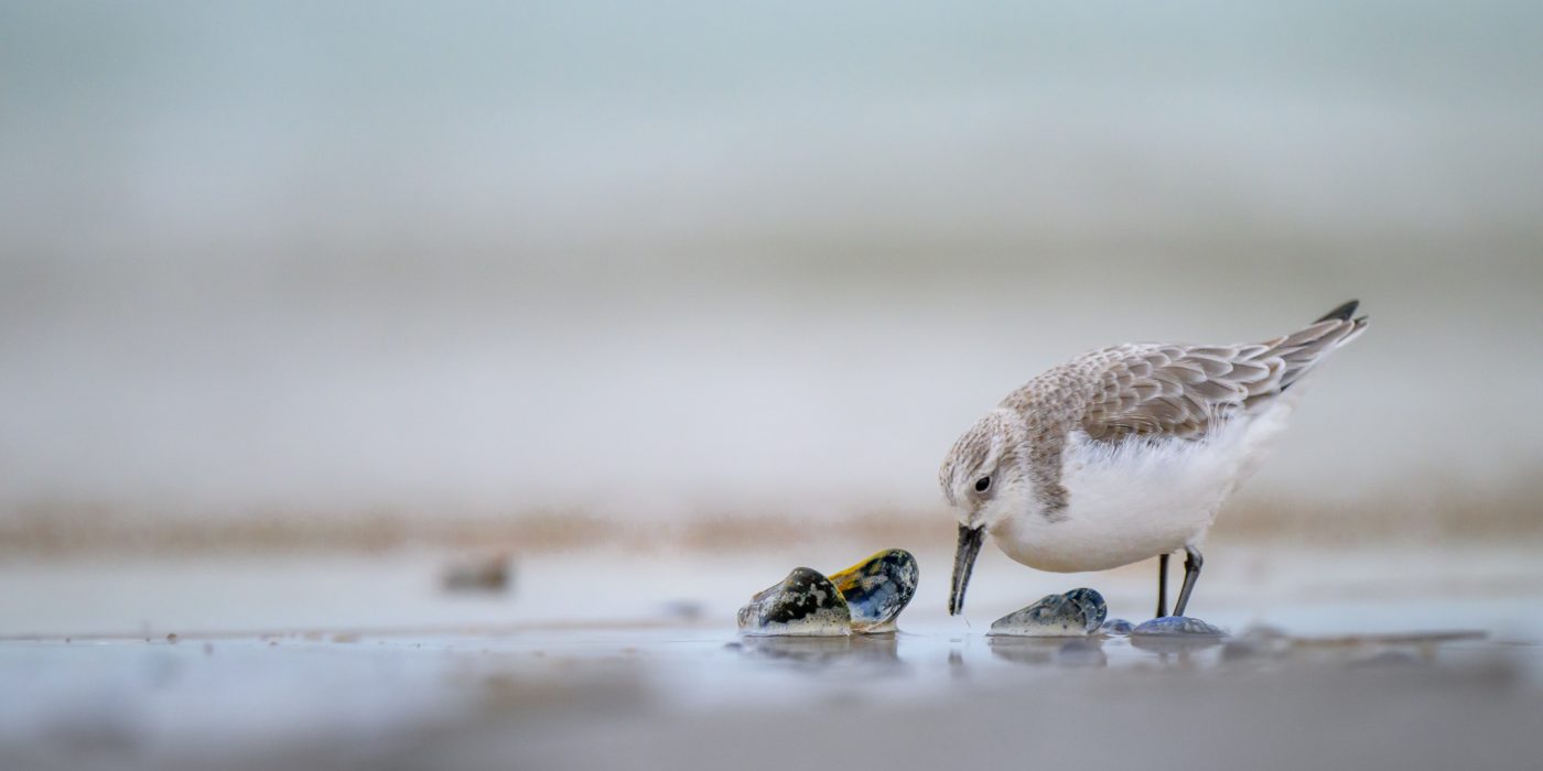 Drieteenstrandloper Vakantie de Proeftuin Zeeland
